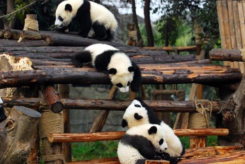 参观熊猫基地