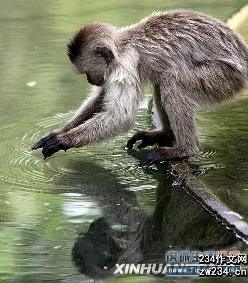 一只猴子跑出了动物园