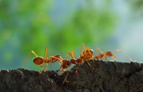 蚂蚁一起工作