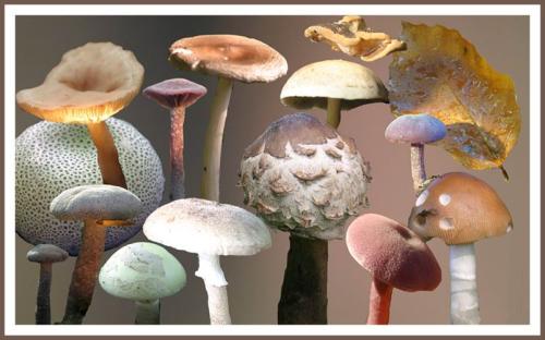 有毒蘑菇