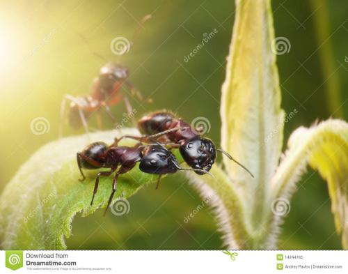 蚂蚁聚集的秘密