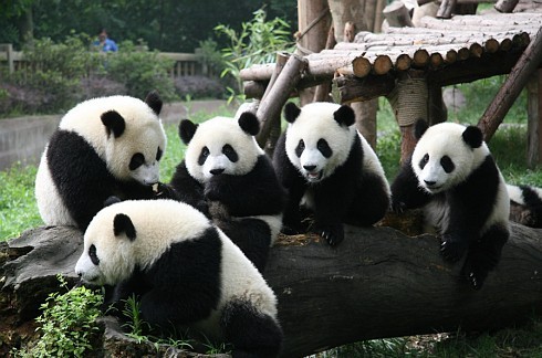参观成都大熊猫基地
