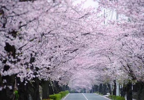 美丽的樱花路
