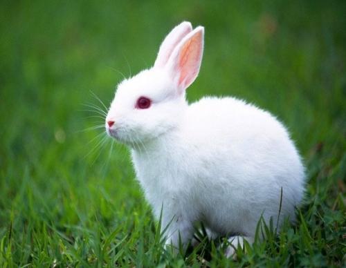 我的宠物白兔子