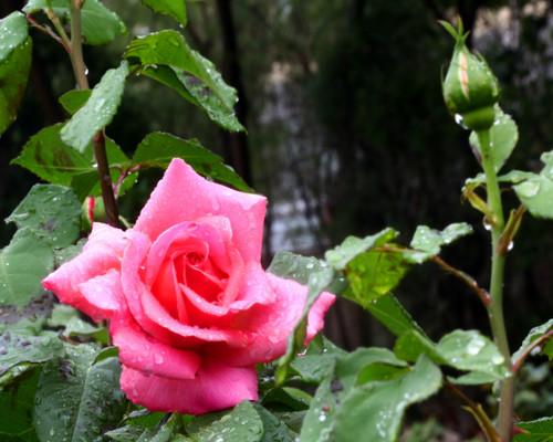 风雨中的野玫瑰