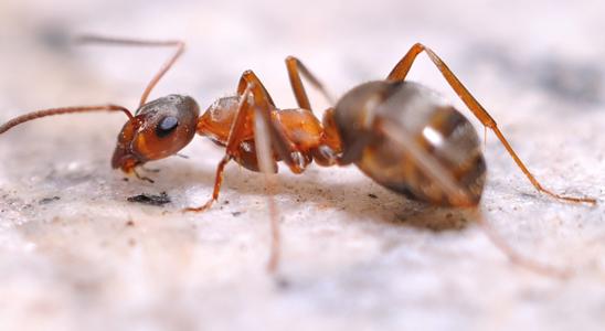 我发现蚂蚁在打架