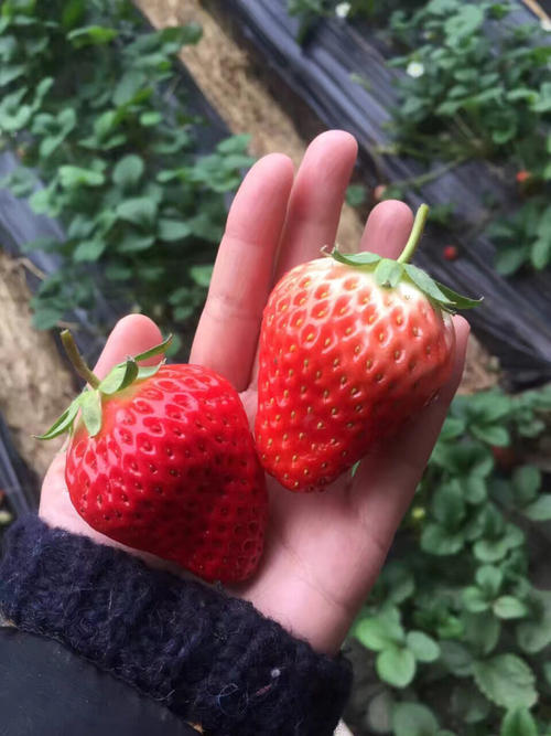 草莓和草莓茎