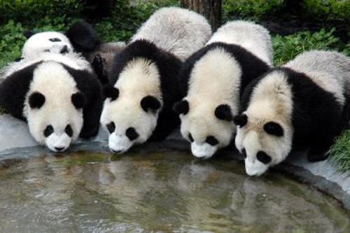 我是熊猫