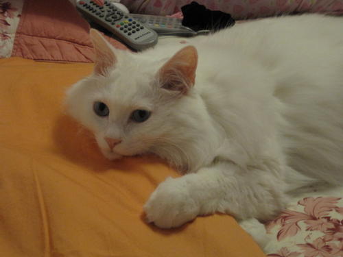 我的小白猫
