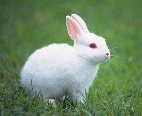 最可爱的小白兔