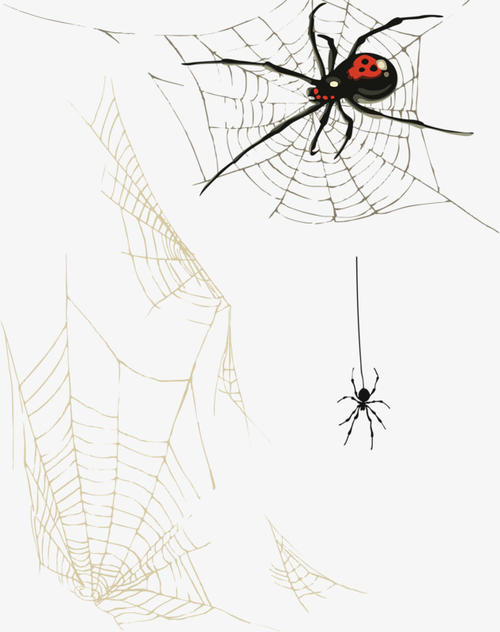织网蜘蛛