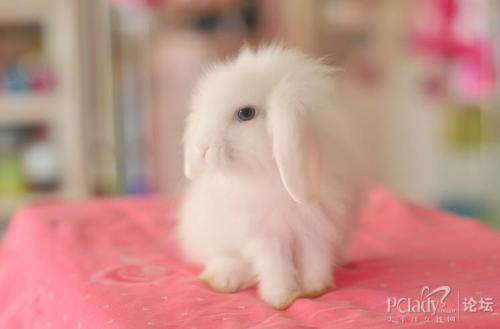 美丽的小白兔