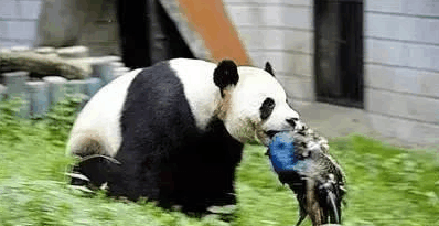 描述大熊猫的成分