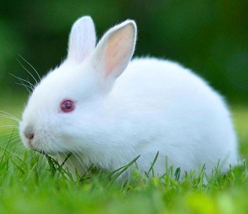 我的小兔子是白色的
