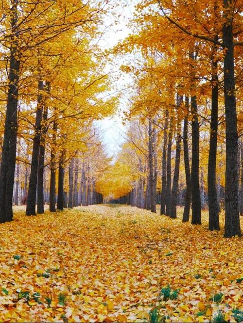 银杏森林的秋天