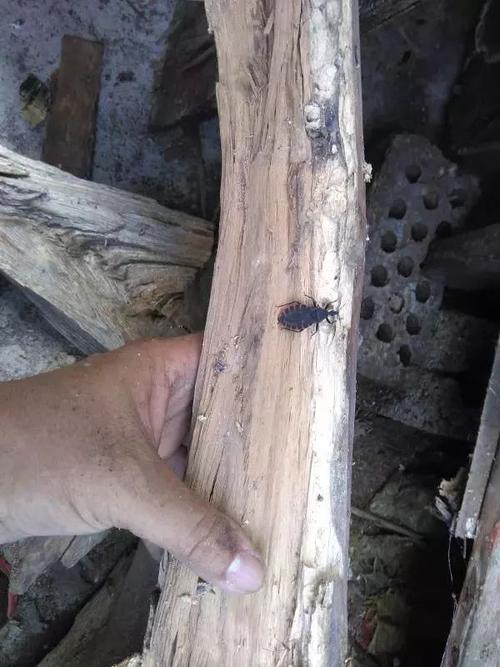 这块木头一定有虫子