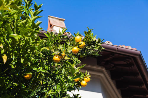 窗外的柑橘树
