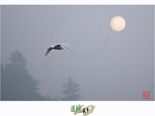 月光与鸟