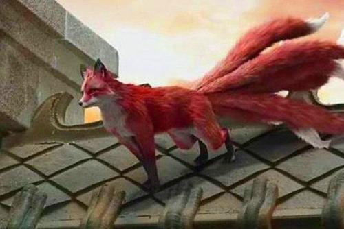 骄傲的红狐狸
