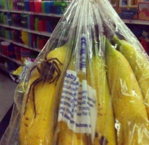隐藏在香蕉中的爱