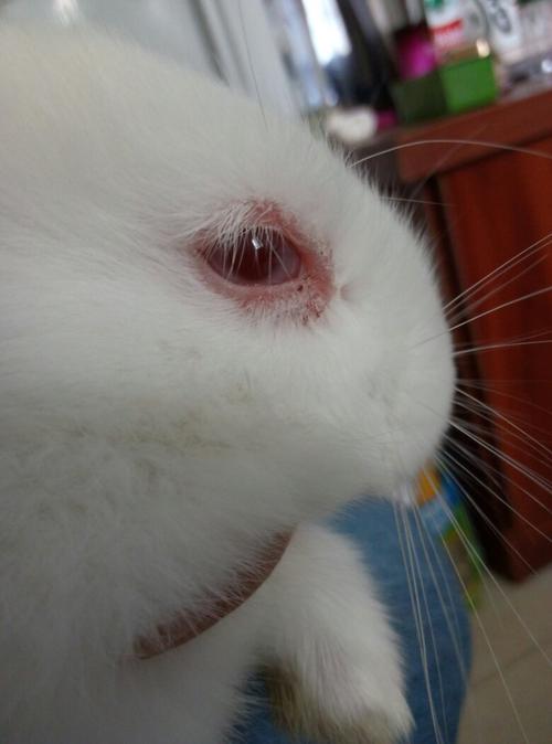 为什么兔子的眼睛发红？
