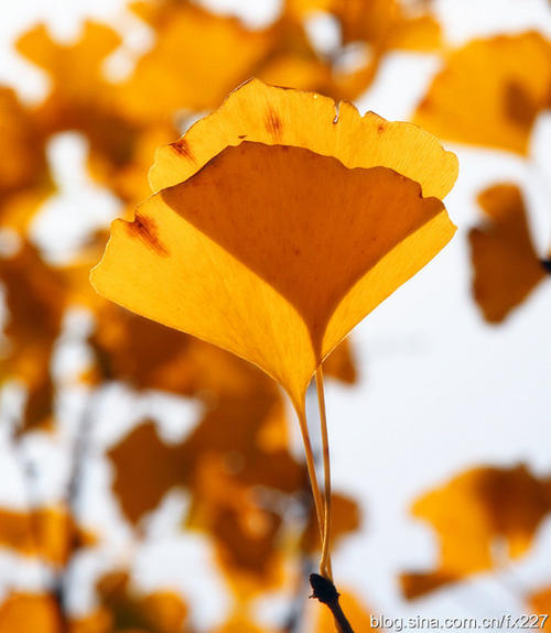 银杏叶在深秋离开