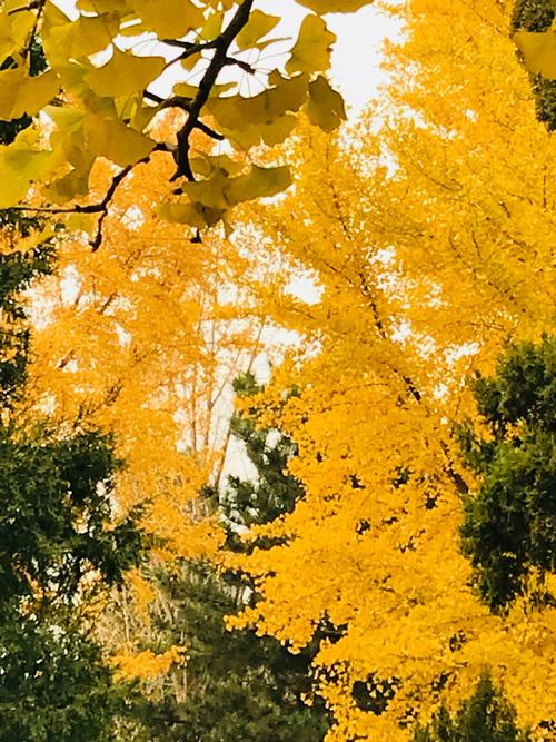 金色的秋天的树叶