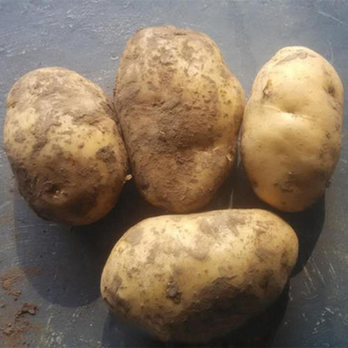 故乡的特产土豆