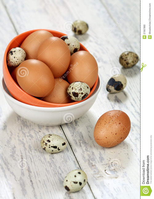 鸟蛋和鸡蛋