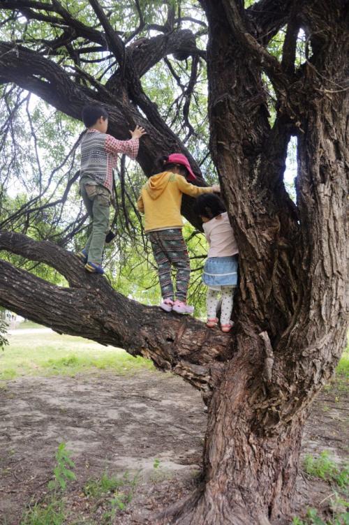 爸爸教我爬树