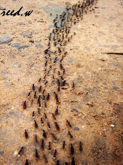 蚂蚁逃生