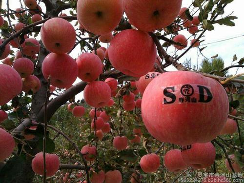 我爱家乡的苹果园