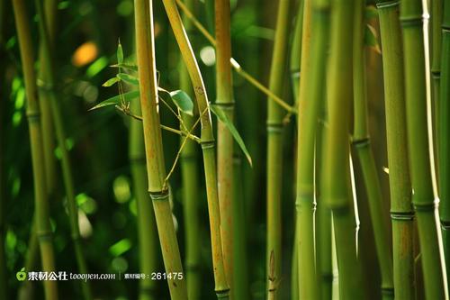 我最喜欢的竹子