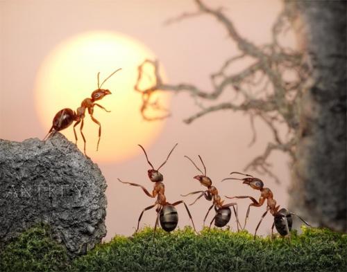 我们都是小蚂蚁