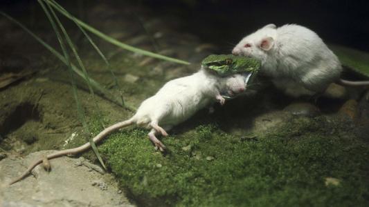 聪明的老鼠vs.老鼠