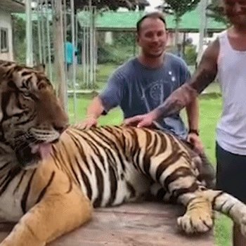 老虎的屁股可以被感动