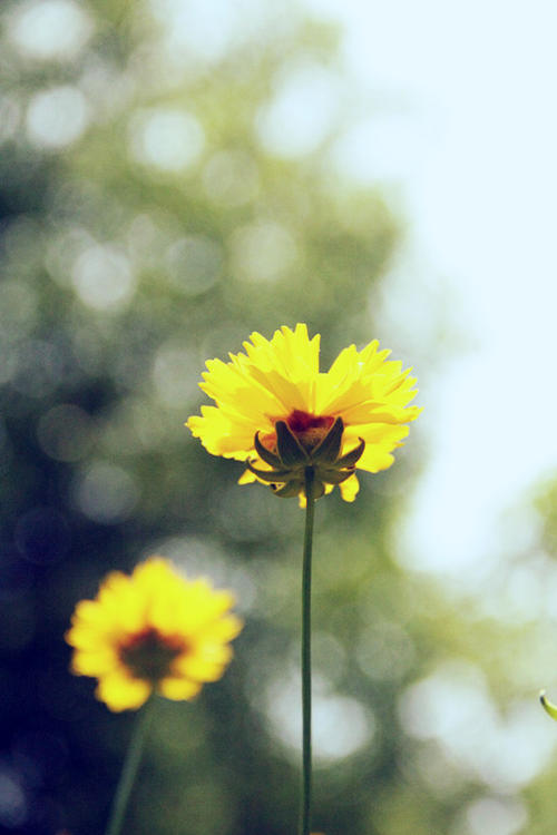 梦想就像夏日的花朵