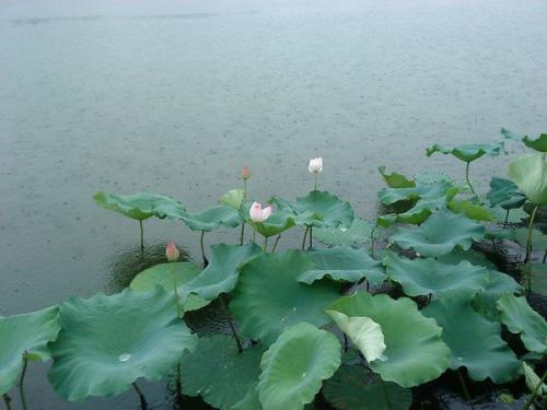 莲花在西湖游记