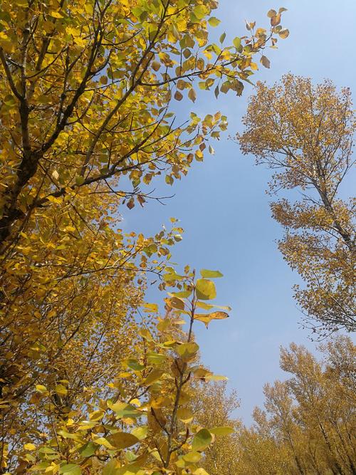 鹰山参观秋天