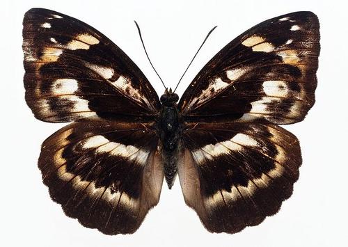 美丽的蝴蝶标本