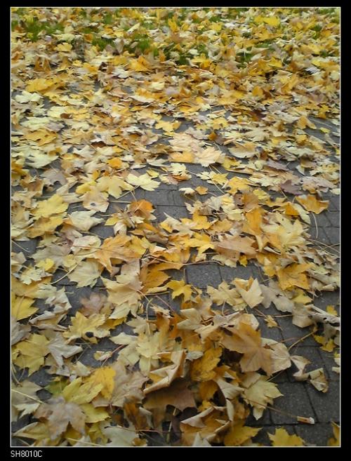 秋天树叶再次落下时