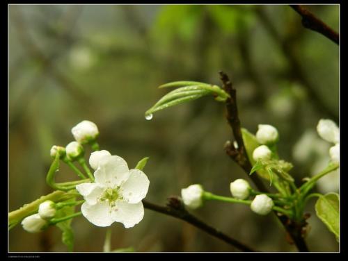 梨花与雨