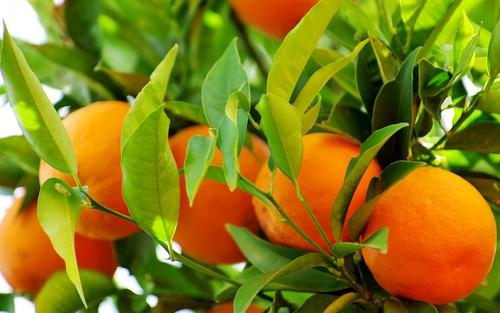 我最喜欢的橙色水果
