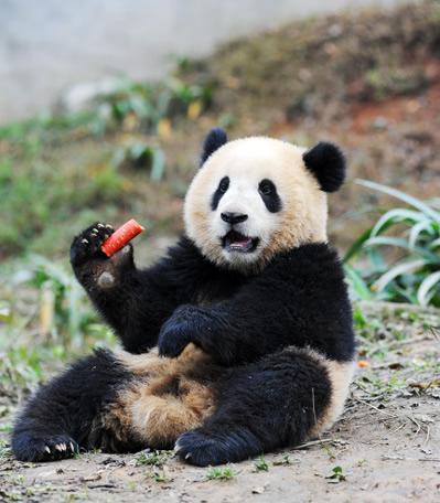 大熊猫作文三年级