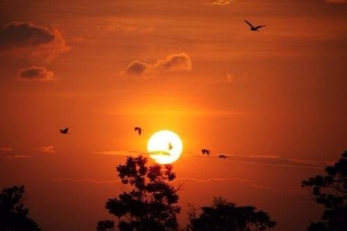 日落和飞机一起飞翔，梦见相同的颜色
