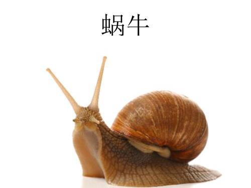 蜗牛的特征