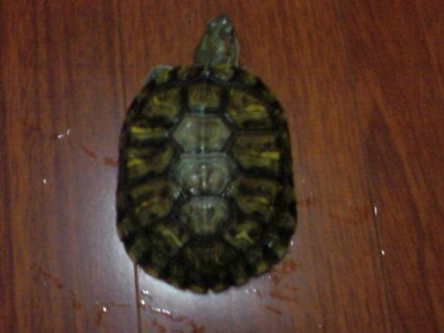 我的动物朋友小乌龟