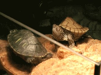 快速爬行的乌龟