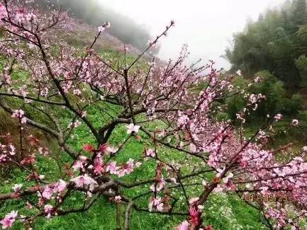 桃花盛开在春天