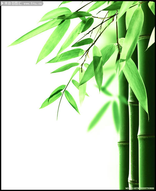 像竹子